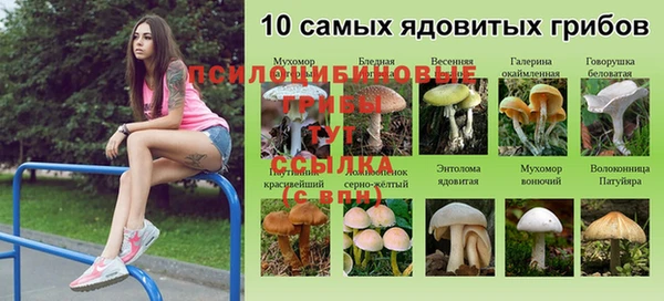 хмурый Нефтекумск